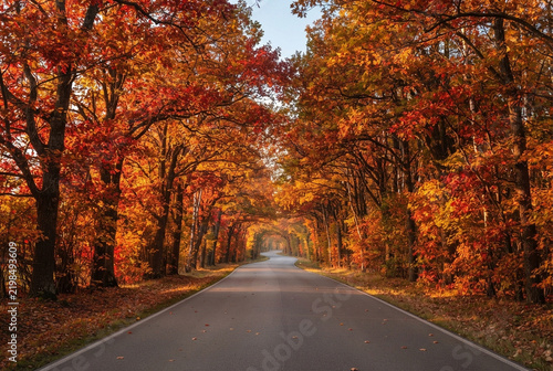 Scenic asphalt road through colorful autumn forest with vibrant trees.