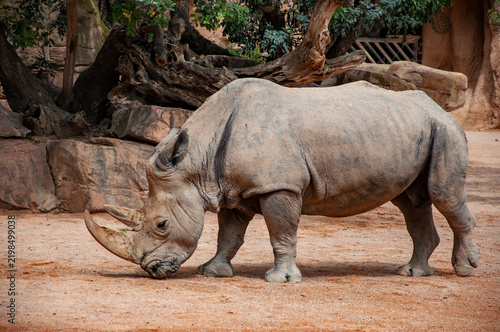 Animal park in Valencia. Wild rhinoceros. Rhino outdoor. White rhinoceros. Wild animal in nature. Rhino in Africa. Wildlife nature. Wildlife and zoo. Rhino animal in zoo park. Fauna in wildlife