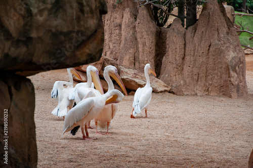Migration of migratory birds. Migrating pelican flying in the sunset sky. Pelican with wide wings. Fauna and nature. Pelican flying during migration. Copy space. Birds migration. Pelican bird