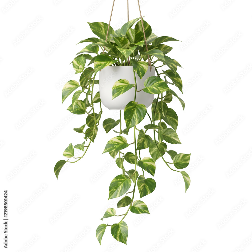 Obraz premium Pothos plant in white hanging pot on transparent background