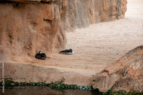 Valencia zoo. Goose swim in water. Valencia zoo duck at the lake. Goose or duck bird. Fauna and nature. Goose bird in the water. Duck with beak and feather. Zoo animal