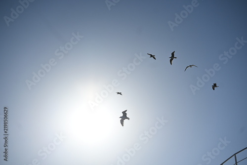 Seagulls flying in blue sky over sea