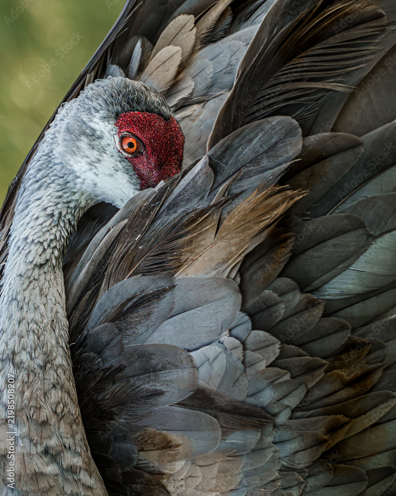 Obraz premium The beautiful red crowned Florida sandhill crane