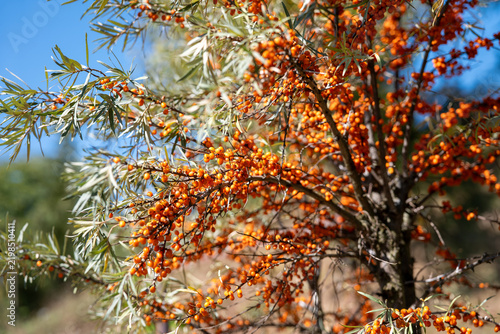 Konstfotografi Sea buckthorn tree heavily covered with ripe orange berries in bright sunlight, showing an abundant autumn harvest of vitamin-rich edible fruit against a blue sky