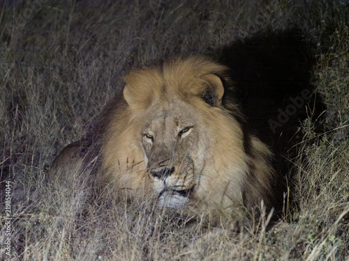 Photography Male Lion at Night