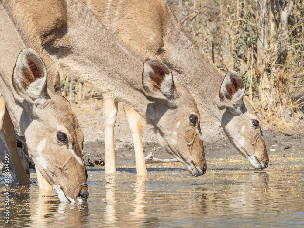 Obraz premium Female Kudus Drinking from Waterhole