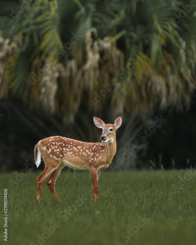 It's a good day in the life of a fawn