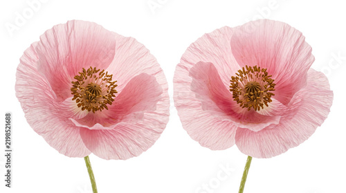Two delicate pink poppy flowers featuring intricate soft petals and prominent brown stamens on transparent background