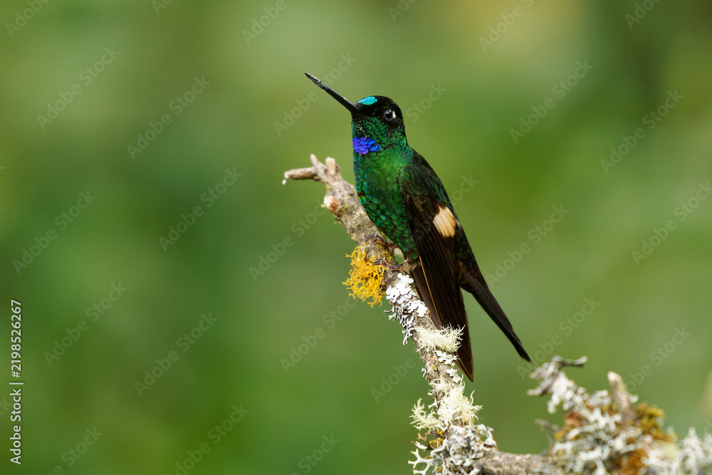 Obraz premium Buff-winged Starfrontlet - Coeligena lutetiae hummingbird in the brilliants, tribe Heliantheini in subfamily Lesbiinae, found in Colombia, Ecuador and Peru, flying bird on green background