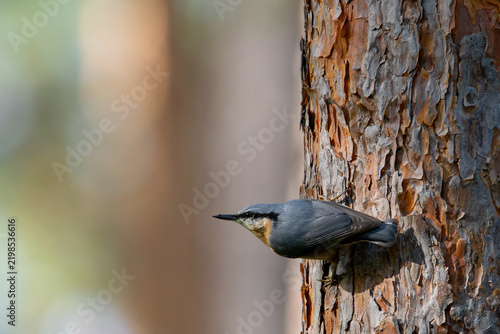 Konstfotografi Eurasian nuthatch (Sitta europaea)
