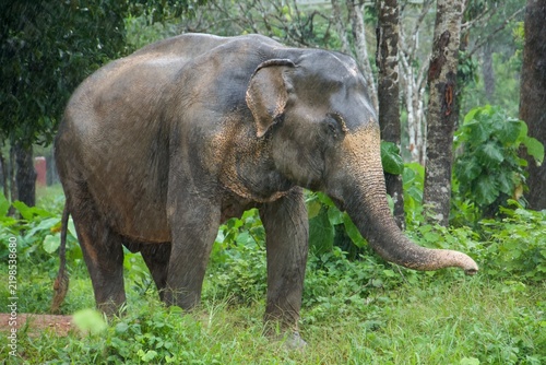 Canvas Print elephant in sanctuary in Thailand