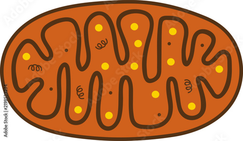 Mitochondria biological cell organelle cartoon vector illustration showing internal structure and membrane
