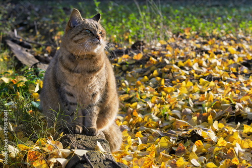 Japanese tabby cat sitting on a fallen log and looking upward among fallen ginkgo leaves in autumn