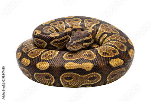 Foto Ball python coiled in circle, royal python with brown pattern, exotic pet snake