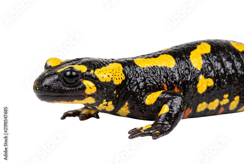 Принти на полотні Fire salamander close up, black and yellow spotted amphibian, exotic wildlife po
