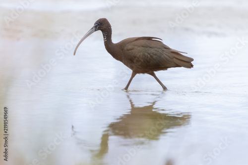 Canvastavla Glossy ibis (Plegadis falcinellus) at Baltic coast