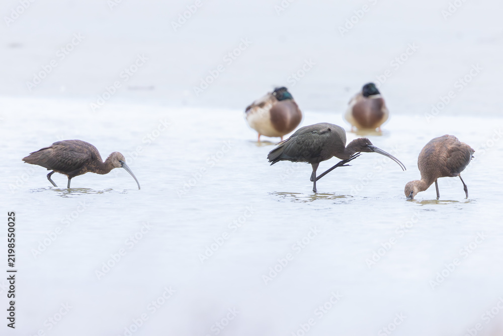 Fototapeta premium Glossy ibis (Plegadis falcinellus) at Baltic coast