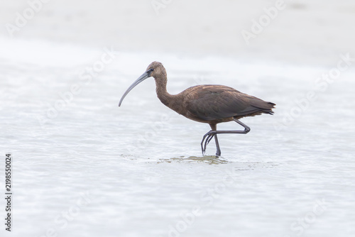 Konstfotografi Glossy ibis (Plegadis falcinellus) at Baltic coast