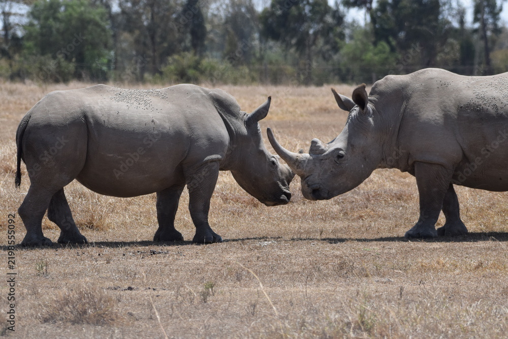 Obraz premium The majestic kenyan Rhino