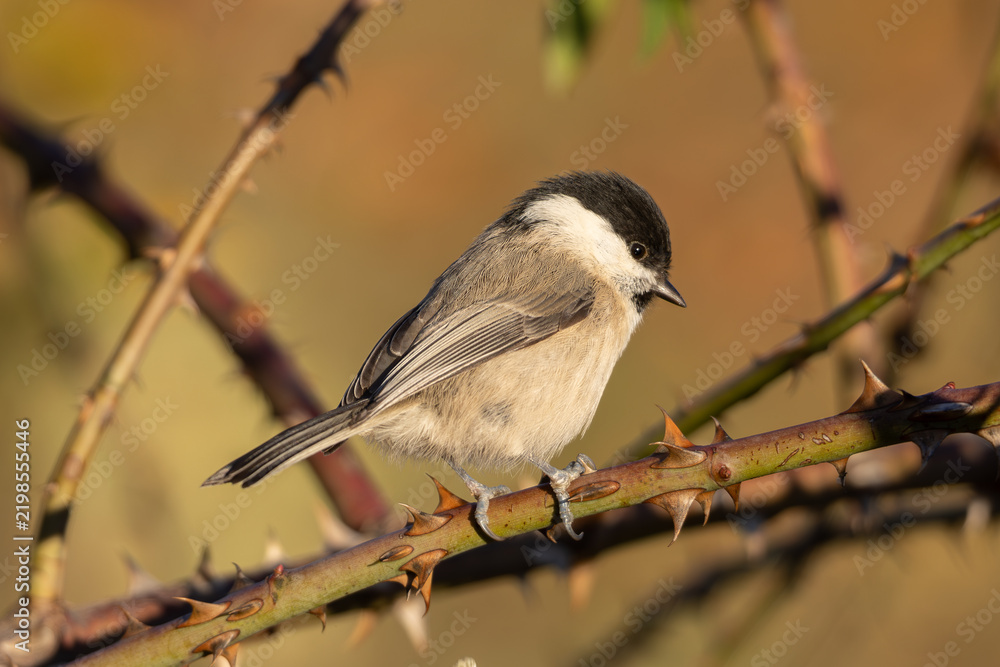 Obraz premium Willow tit (Poecile montanus) - Weidenmeise