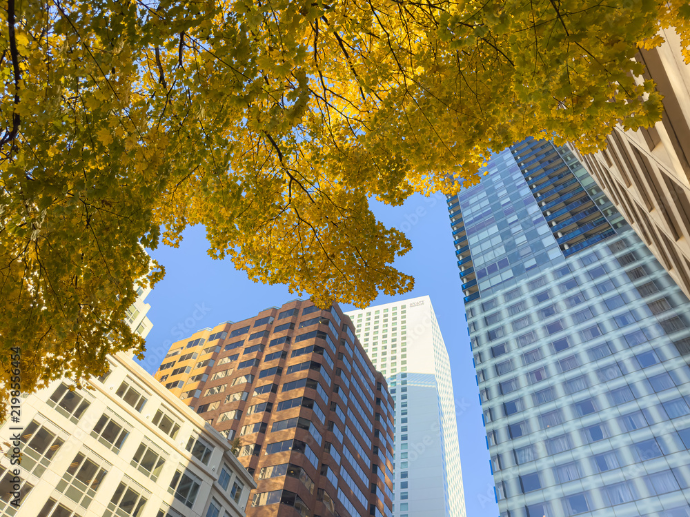 Obraz premium modern office buildings and autumnal tree