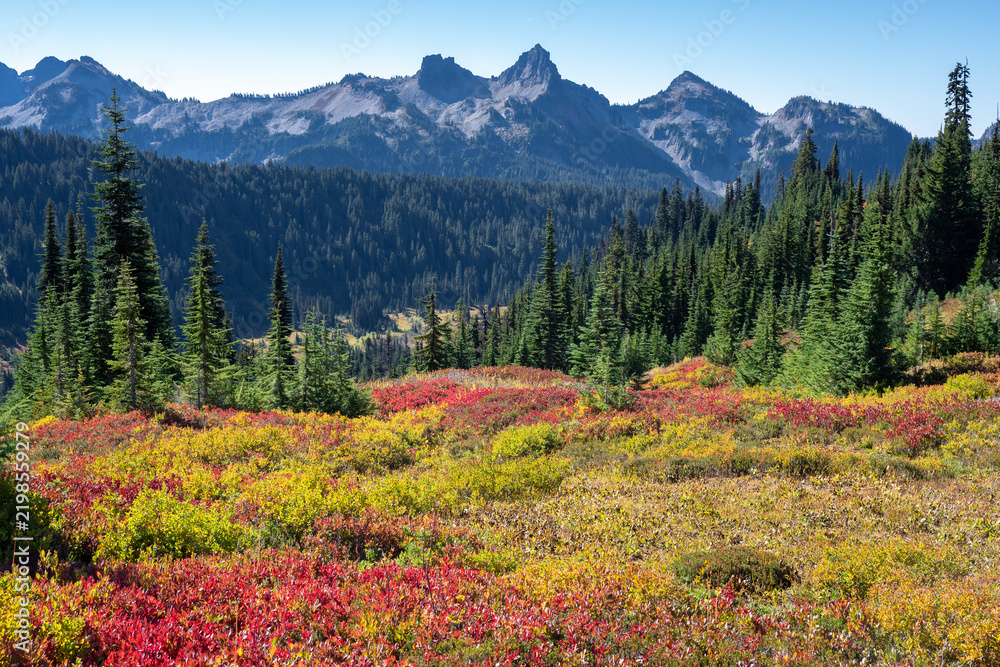 Obraz premium Vibrant autumn foliage carpets a mountain meadow below rugged peaks and evergreen forests at Mount Rainier