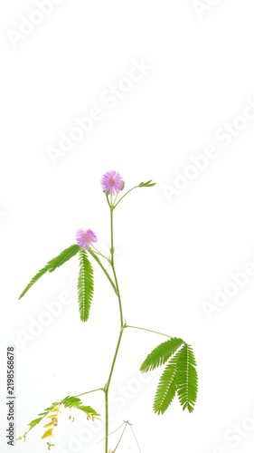 Time lapse of Mimosa pudica flowering from buds to fluffy pink-purple flower heads, followed by wilting and yellowing foliage. Sensitive leaves repeatedly open, close and sway on white background.