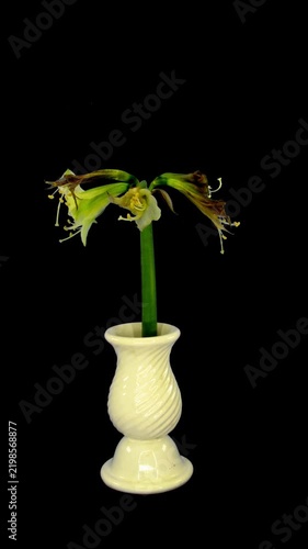 Time lapse of an amaryllis 'Green Valley' flower in a white vase gradually fading, drooping and closing as it wilts and withers, with petals drooping, crumpling and losing color. Isolated with alpha t