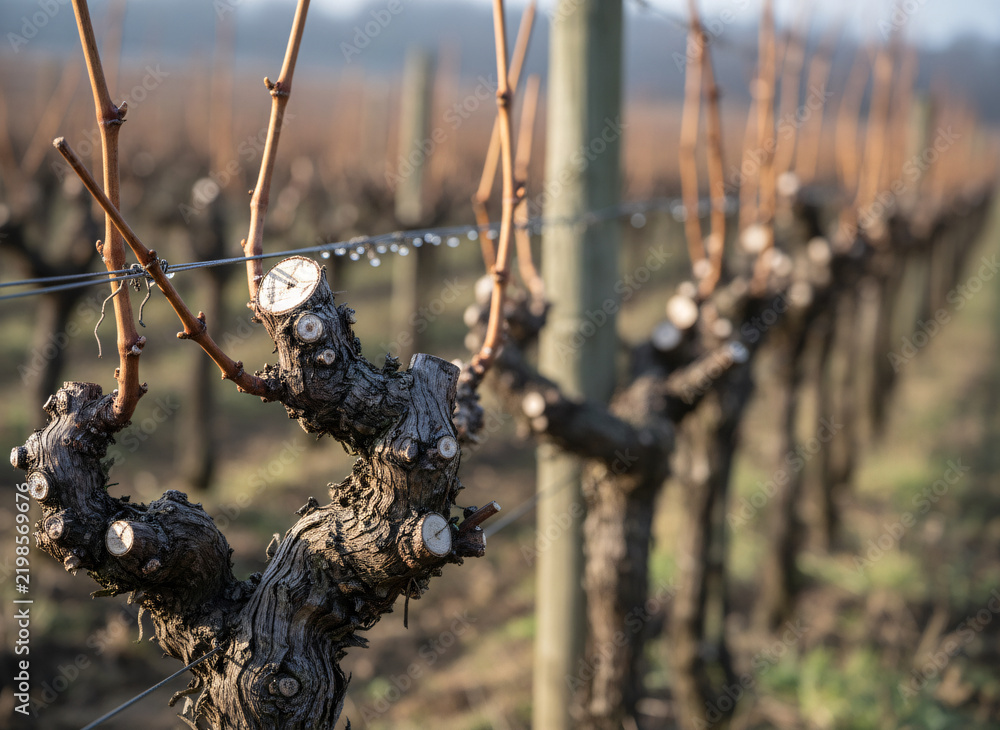 Obraz premium Bare vine rows with fresh pruning cuts, surfaces showing honest wear and use, soft directional daylight