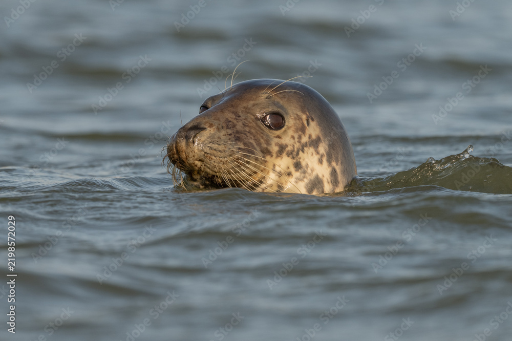 Fototapeta premium Harbor Seal (Phoca vitulina) emerges from water in the morning as it observes its surroundings