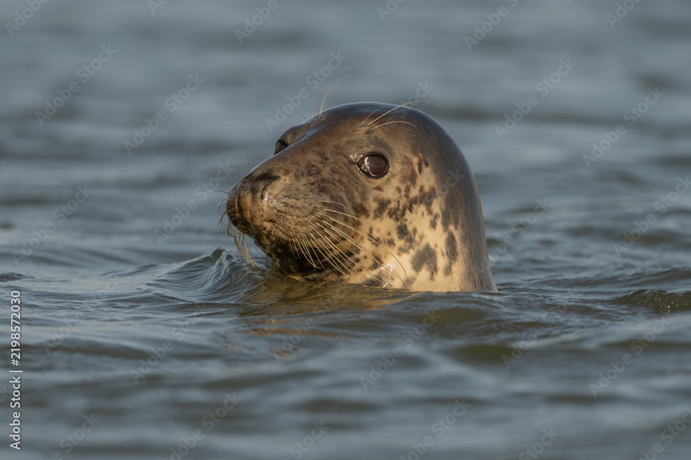Obraz premium Harbor Seal (Phoca vitulina) emerges from water in the morning as it observes its surroundings