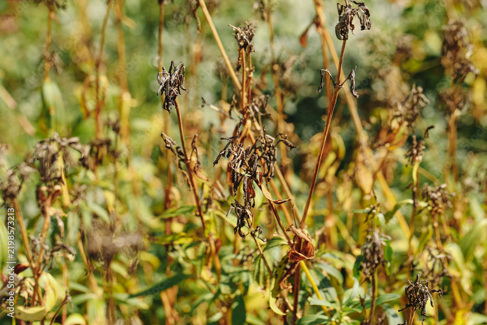 Fototapeta premium Dry garden plants in autumn background. Brown wilted stems and leaves. Seasonal vegetation after summer growth. Faded plants in natural sunlight. Autumn garden texture and fine detail.