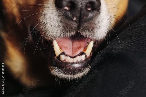 Closeup of dog mouth background. White canine teeth and black nose detail. Healthy pet muzzle with visible fangs. Domestic animal dental detail. Dog face cropped at mouth. Canine anatomy detail.