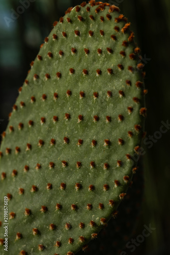 Obraz na płótnie prickly pear cactus 