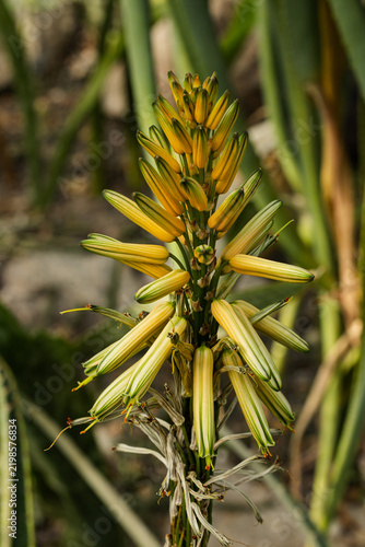 Obraz na płótnie orange aloe flower