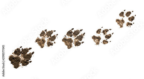 A series of muddy dog paw prints isolated on a clean white background for creative projects