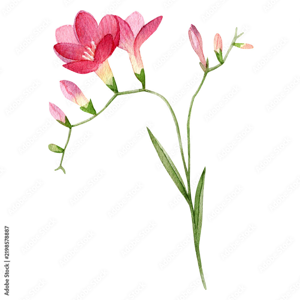 Fototapeta premium Pink Freesia Flowers with Buds and Green Leaves Hand painted watercolor illustration of delicate pink freesia flowers with unopened buds, slender green stems and leaves.