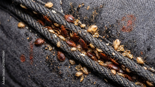 Extreme macro close-up of a bed bug infestation on a mattress seam