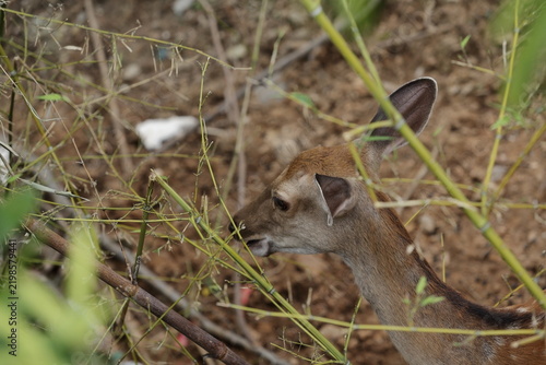 Female sika deer feeding on bamboo in Dengfeng, China