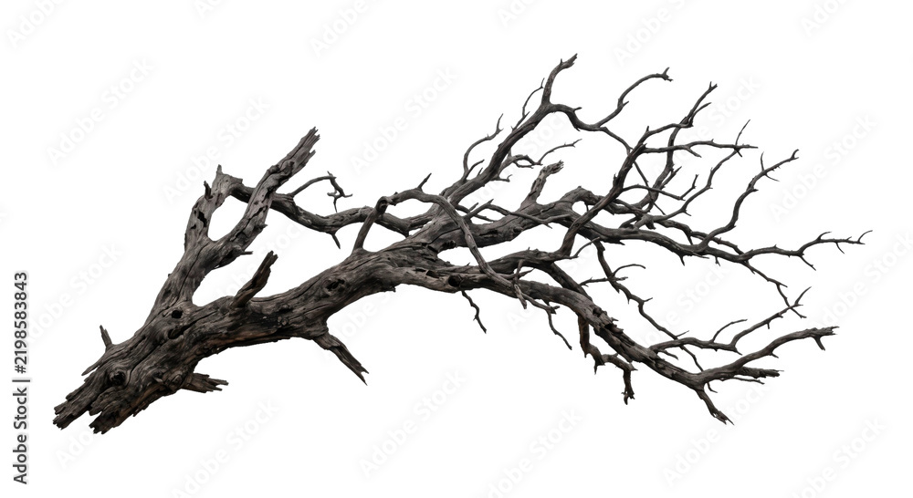 Fototapeta premium Detailed charred tree branch isolated on white background for nature design and composition