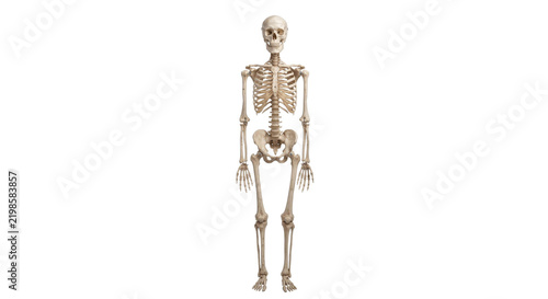 Full human skeleton model standing in an upright position against a clean white background