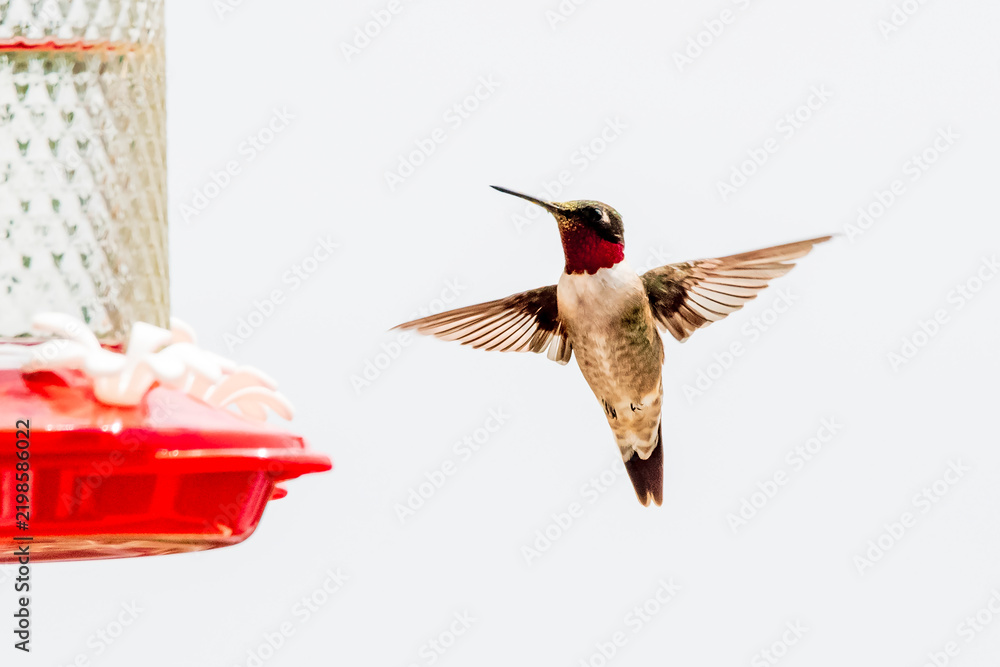 Fototapeta premium Male Ruby-throated Hummingbird Hovering Near Feeder