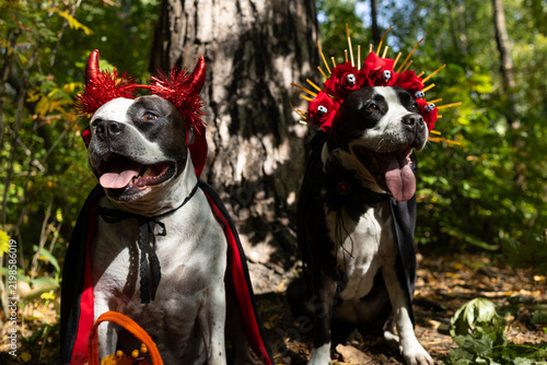 Two cute pitbull dogs in halloween costumes sitting in autumn forest