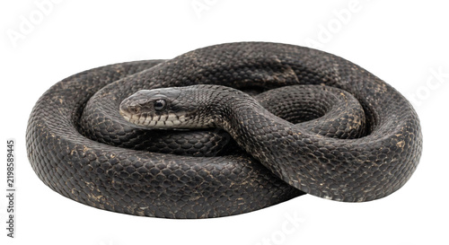 A coiled black rat snake resting on a clean white background for wildlife nature photography