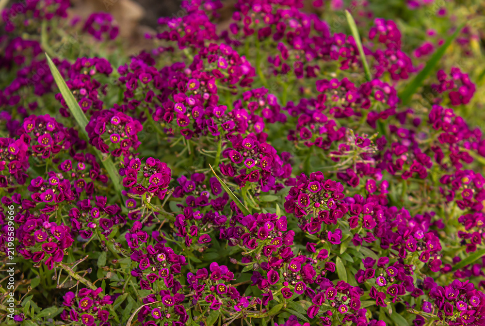 Obraz premium Purple sweet alyssum flowers blooming in a garden, vibrant magenta floral ground cover with green foliage, close-up nature background.