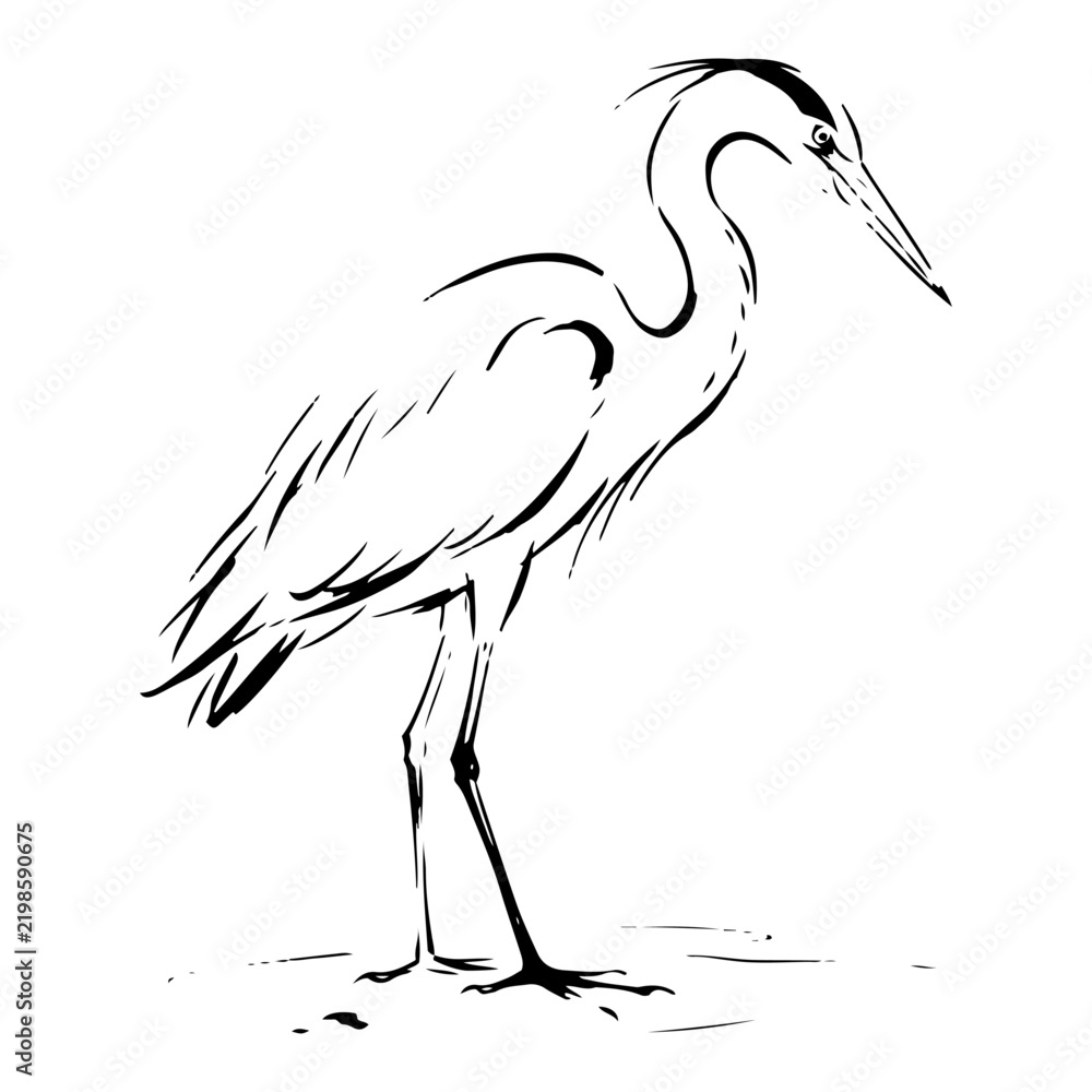 Fototapeta premium Heron bird standing by water shore in minimalist ink sketch style