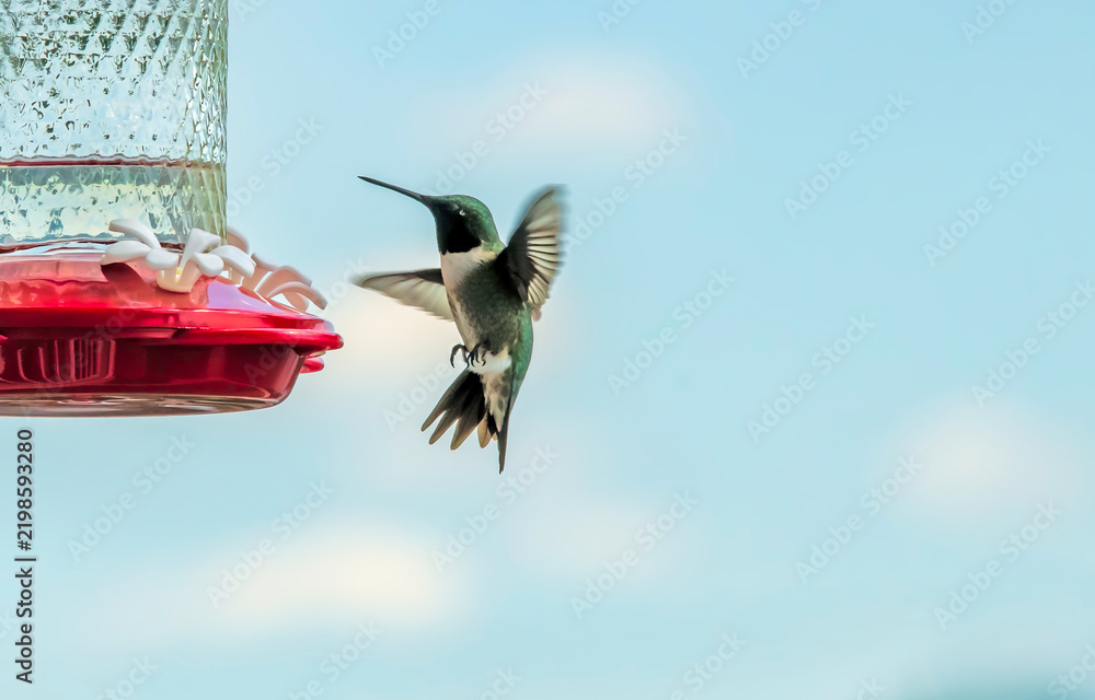 Fototapeta premium Male Ruby-throated Hummingbird Near Feeder