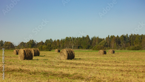 Bild auf Leinwand hay bales in the field