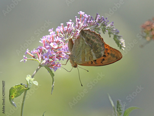una farfalla colorata (Argynnis paphia) su una spiga fiorita di Buddleja