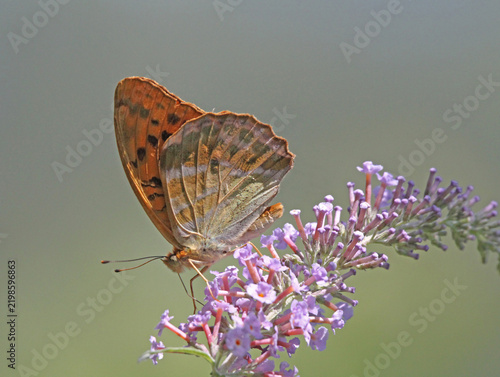 una farfalla colorata (Argynnis paphia) su una spiga fiorita di Buddleja
